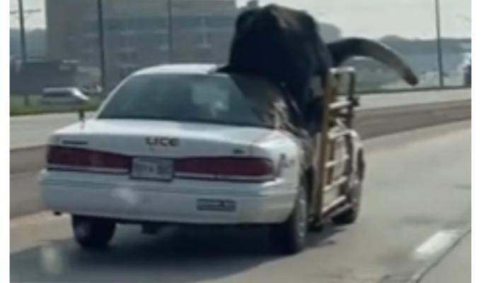 Video: hombre lleva toro en su carro como su mascota