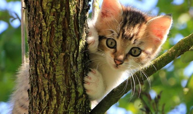 Gato en un árbol