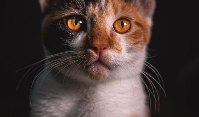 Gatos-porqué son tan exigentes con la comida