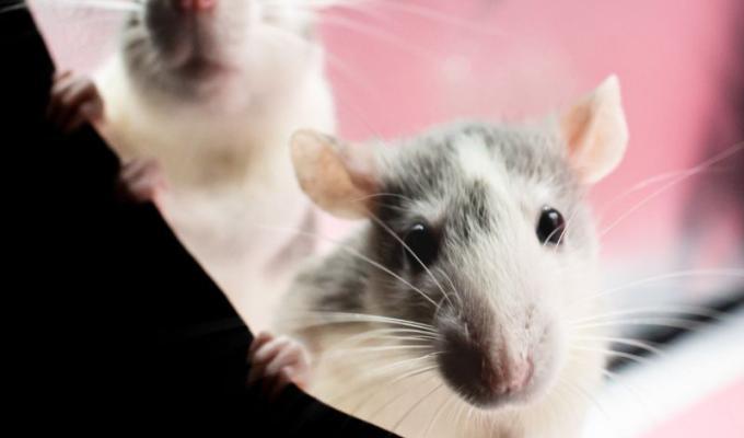 dos ratas asomándose - qué significa soñar con roedores