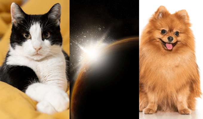 Composición de gato y perro con el eclipse