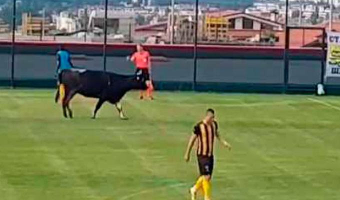 Vaca-en-campo-de-Fútbol-Captura-Youtube.jpg