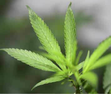 Cultivo de cannabis medicinal.