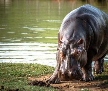 Hipopótamo en el Magdalena Medio colombiano. 