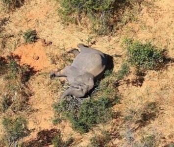 Muerte de elefantes en Botswana