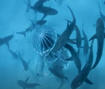 Experimento con sangre en tiburones