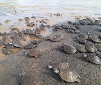 Tortugas liberadas en el río Sinú.
