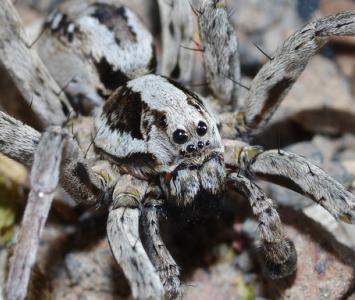 ¿Qué significa soñar con arañas?: grandes, pequeñas o muchas