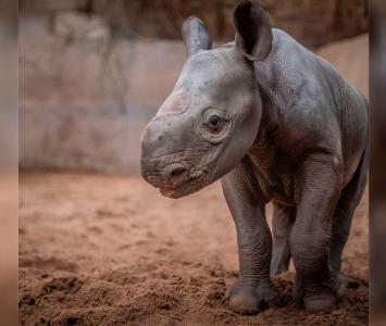 Rinoceronte negro que nación en zoológico