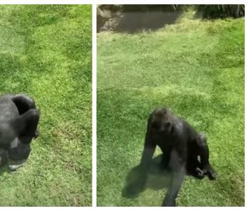 [Video] Gorila sorprende con su reacción al ver un pájaro herido