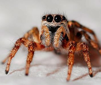 Terrorífica araña, la mascota de un joven en Australia