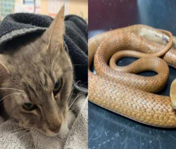 Gato murió tras salvar dos niños de venenosa serpiente
