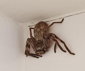 Araña gigante en Australia