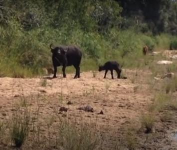 Cría de búfalo huye de leopardo
