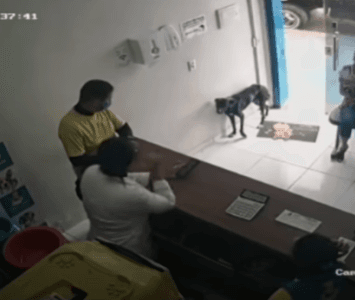 Perro callejero entra a veterinaria a pedir ayuda 