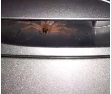 Araña ‘peluda’ que halló un hombre en manija de su carro