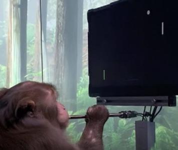 Mono con chip jugando videojuego 