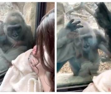 Mamá gorila y bebé