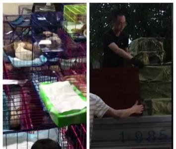 perros y gatos en jaulas 