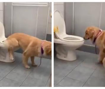 Tokio, perro viral que va al baño