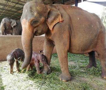 Nacen elefantes gemelos 