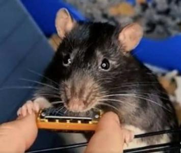 Rata que toca mini armónica se vuelve viral