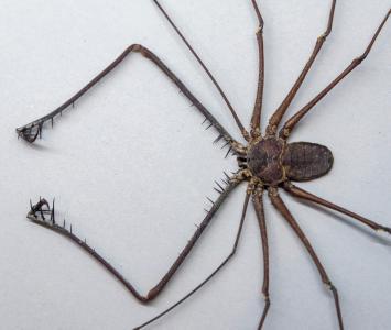 Exposición para espantar el miedo a las arañas y otros artrópodos