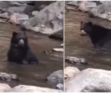 Espectacular avistamiento de un oso de anteojos en el Valle del Cauca