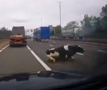 Vaca se cae de un camión en movimiento  