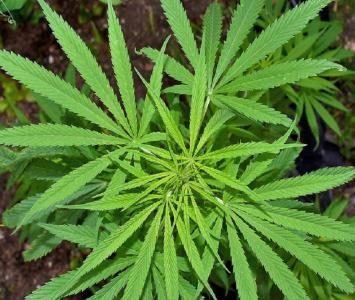 Planta de cannabis 