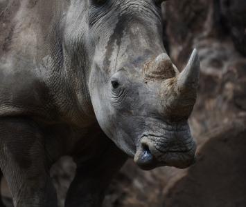 Rinoceronte/referencia