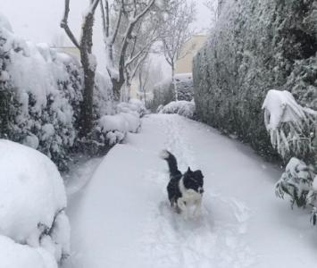 Perros en nevada de España 