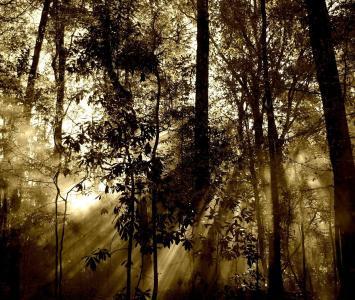 Misterios de la selva en El Cartel Paranormal - Noviembre 7