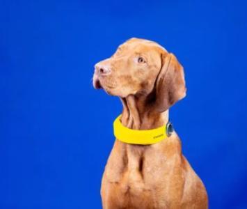 CES 2022: Collar para perro 