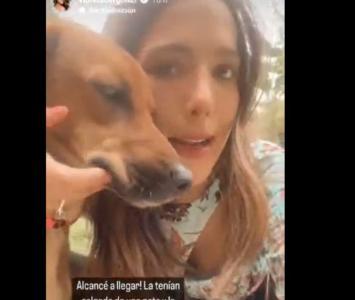 Violeta Bergonzi busca quien adopte a perrita rescatada
