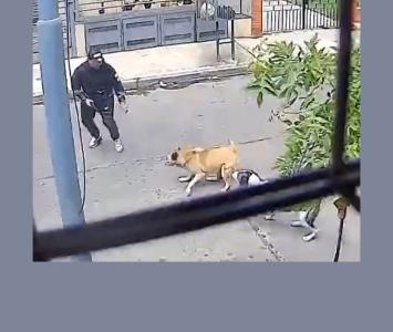 Perros callejeros salvan a hombre de un robo