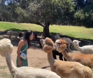Mujer intentó besar a un Alpaca y recibió escupitajo 