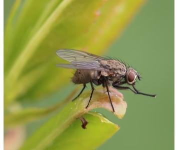 ¿Qué significa soñar con moscas? ¿es un mal presagio?