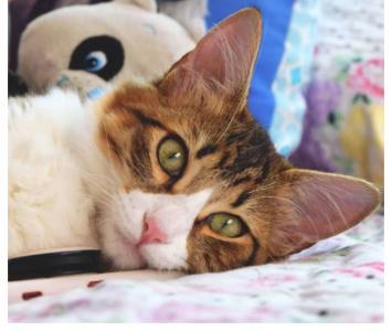 Fotos de gatos tiernos: día internacional del gato