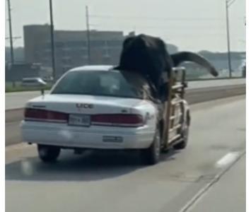 Video: hombre lleva toro en su carro como su mascota