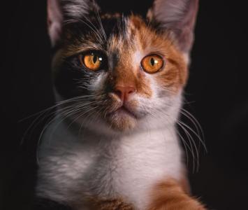 Gatos-porqué son tan exigentes con la comida
