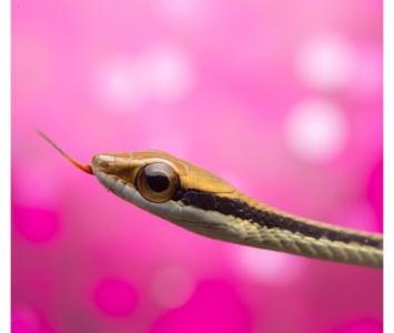 Qué significa soñar con serpientes de colores