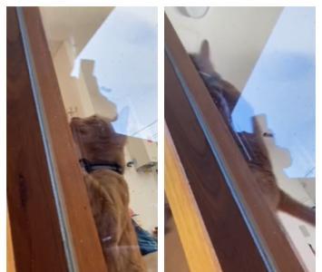 Video del gato abriendo la puerta al dueño que olvidó las llaves