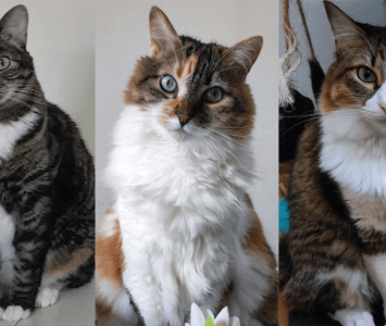 Imágenes de gatos lindos