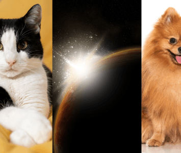 Composición de gato y perro con el eclipse