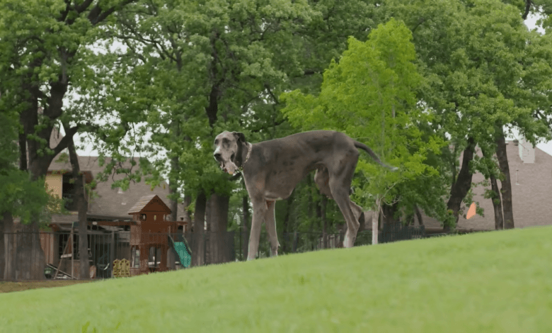 Zeus, el perro más grande del mundo en el parque